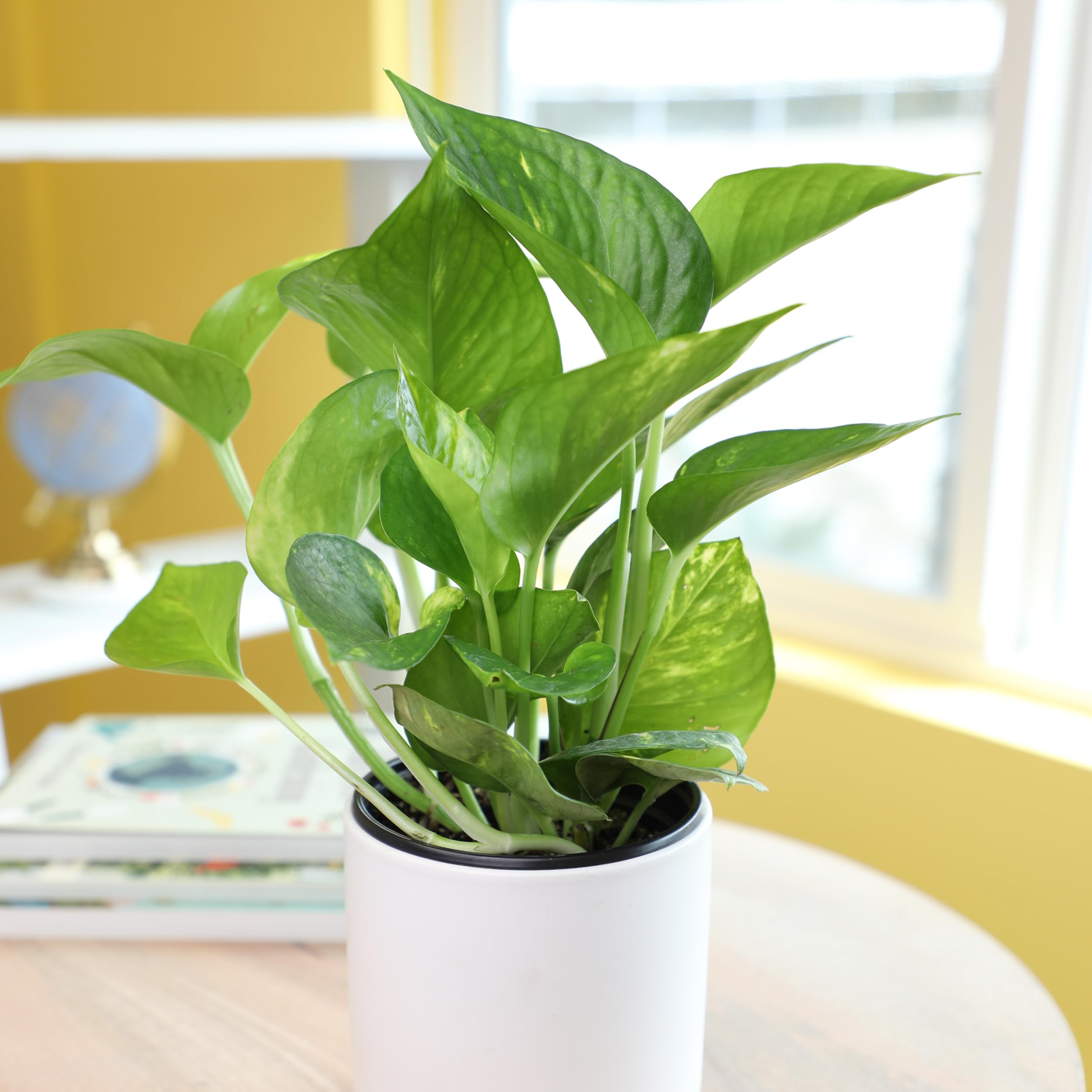 Amazon.com : Golden Pothos Plant Live House Plant Live Plants, Trailing  Plants Live Houseplants, Golden Pothos Live Plant Houseplant, Live Pothos  Devils Ivy Live Plant Money Plant Indoor Plants by Plants for