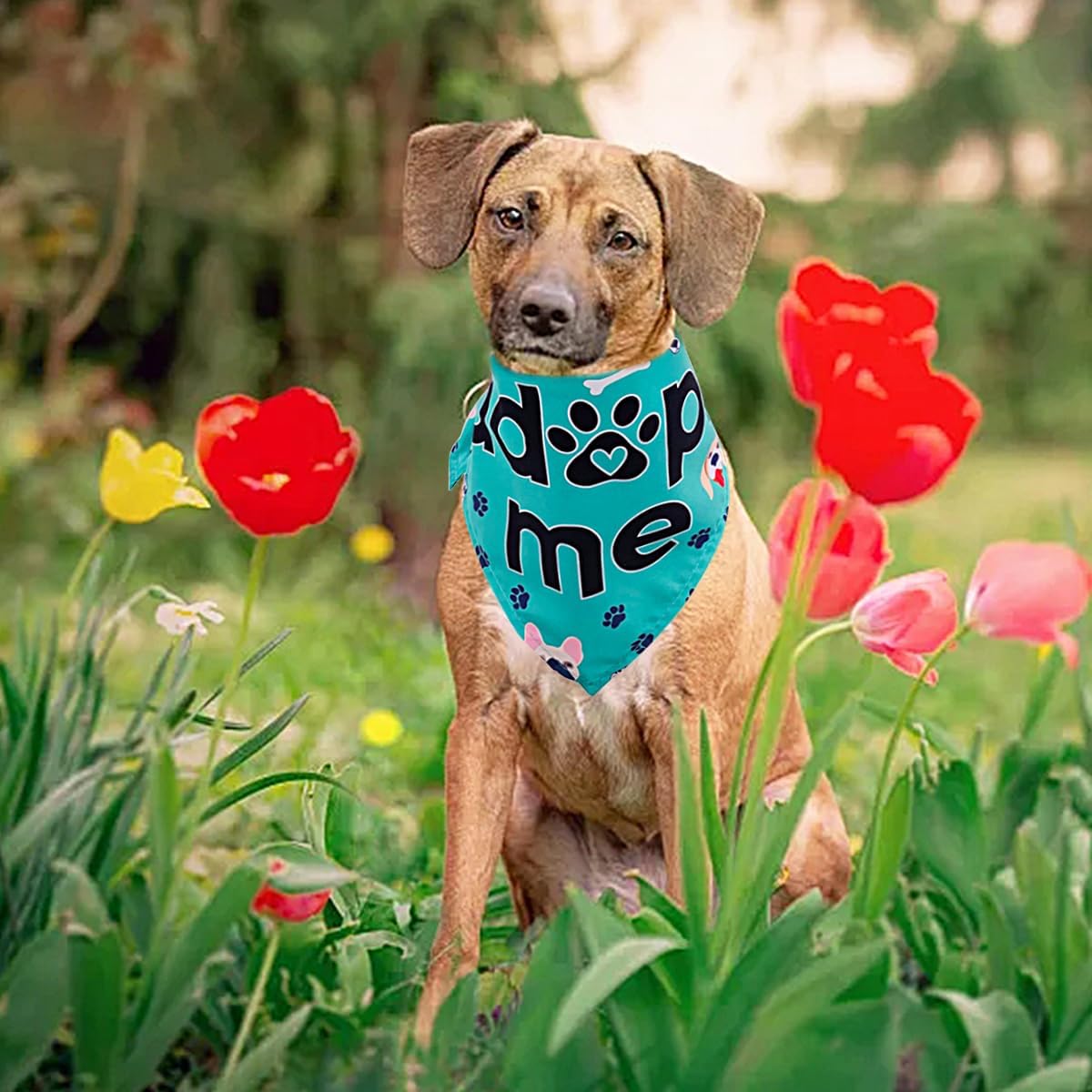 30Pcs/Pack Adopt Me Dog Bandanas Bulk Stitching Hemming Selvedge Sewing Scarves with Paw Print for Small Medium Foster Animals to Look for Homes or Adoption