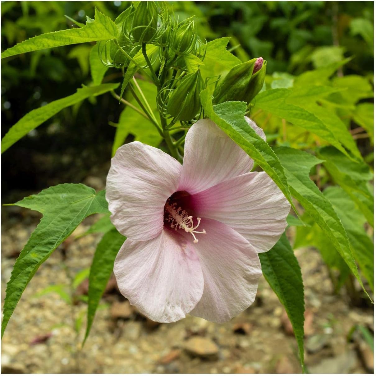 Everwilde Farms - 1/4 Lb Rose Mallow Native Wildflower Seeds - Gold Vault