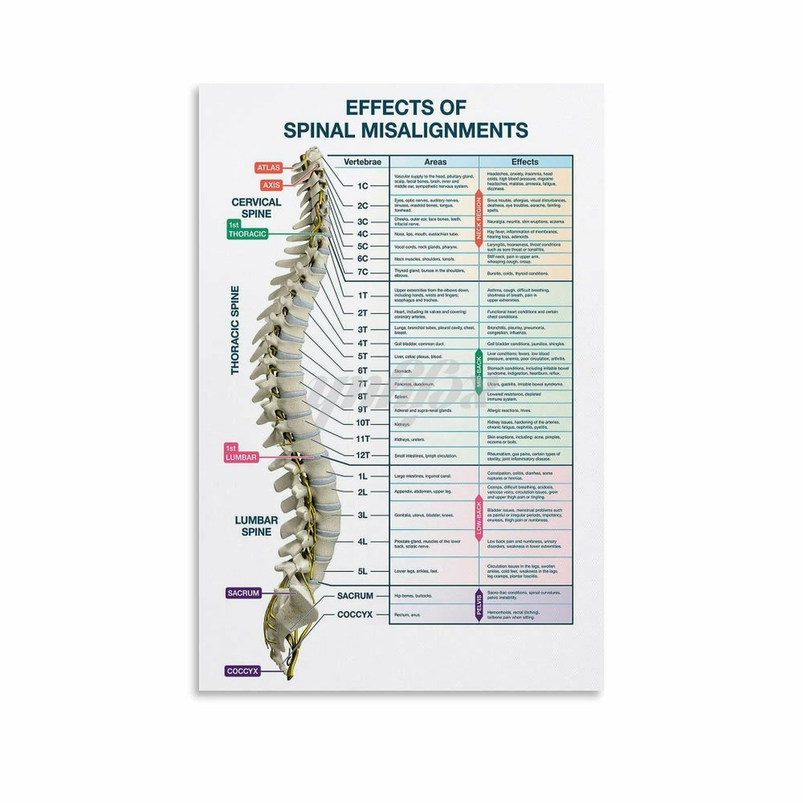 Spinal Nerve Chart With Effects Of Vertebral Subluxations