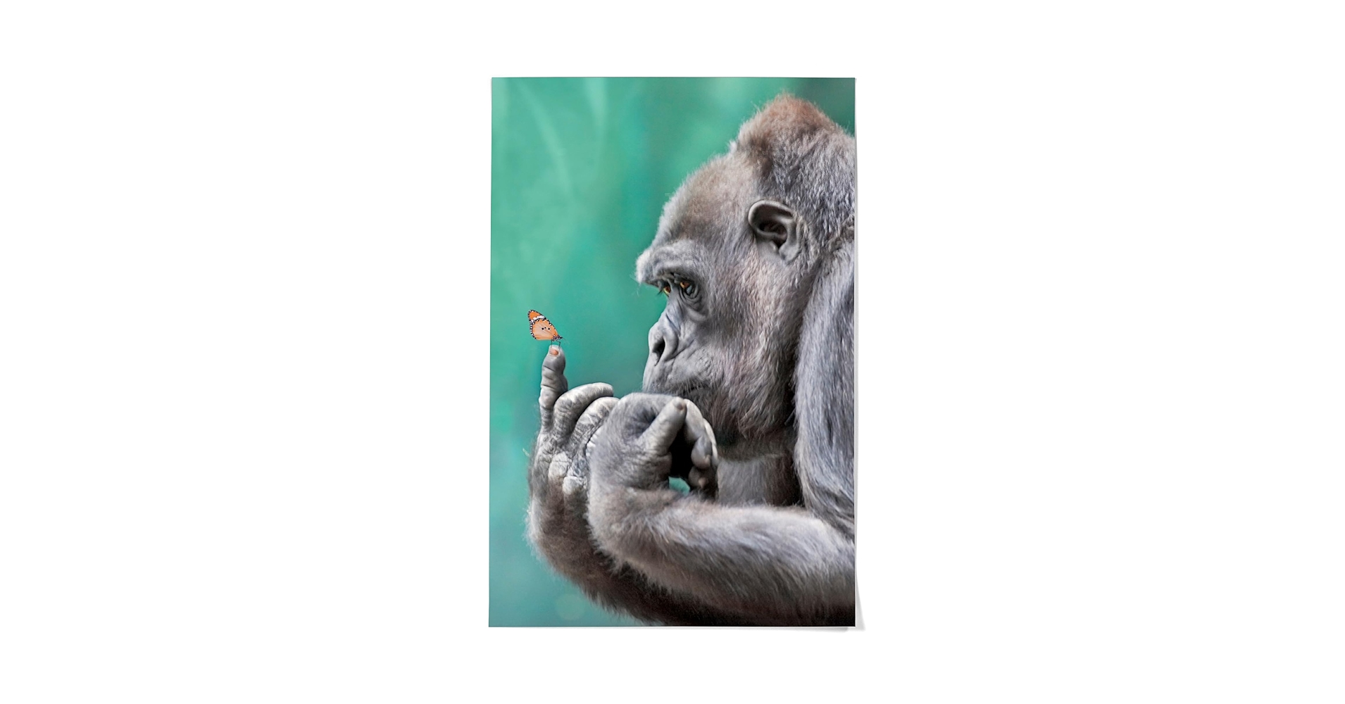 Amazon.co.jp: ゴリラinspectingバタフライon指 36 x 54 Giclee