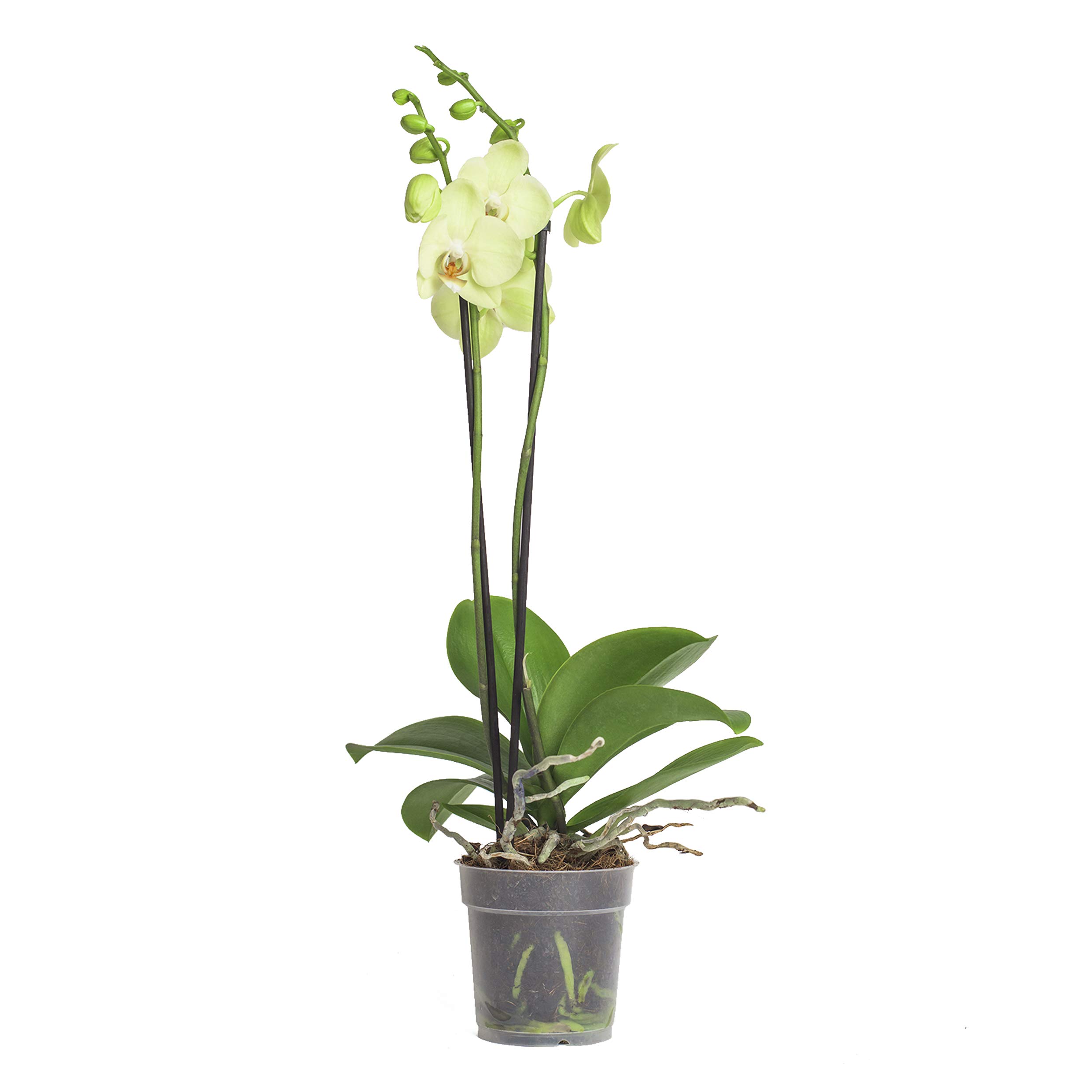3x echte Phalaenopsis Orchideen 2 Triebe - 50 bis 70cm groß - Schmetterlingsorchidee wunderschöne blühende Tischpflanzen Blumen Geschenkset Naturprodukt