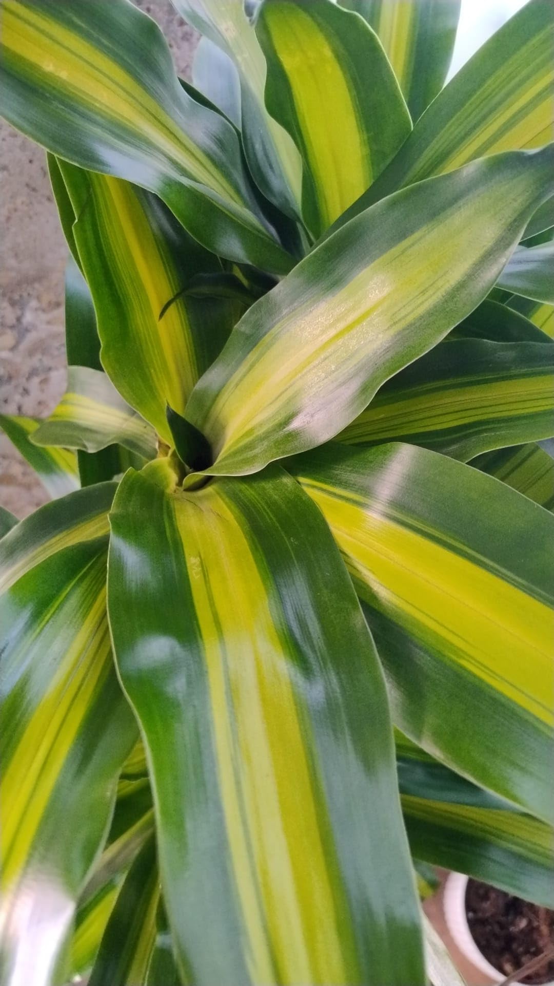 Tronco de Brasil Planta Natural (Dracaena Fragrans) - Planta de Interior Grande y Purificadora de Aire - Árbol Pequeño para Decoración de Salón y Oficina - Maceta