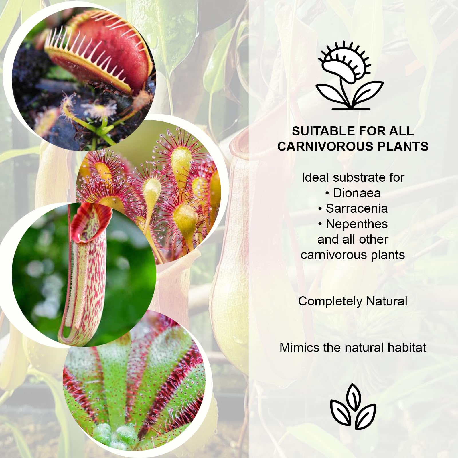 Ziemia doniczkowa dla roślin mięsożernych: Drosera, Sarracenia, Nephenthes. Profesjonalna jakość. Organiczny, 2 litry.