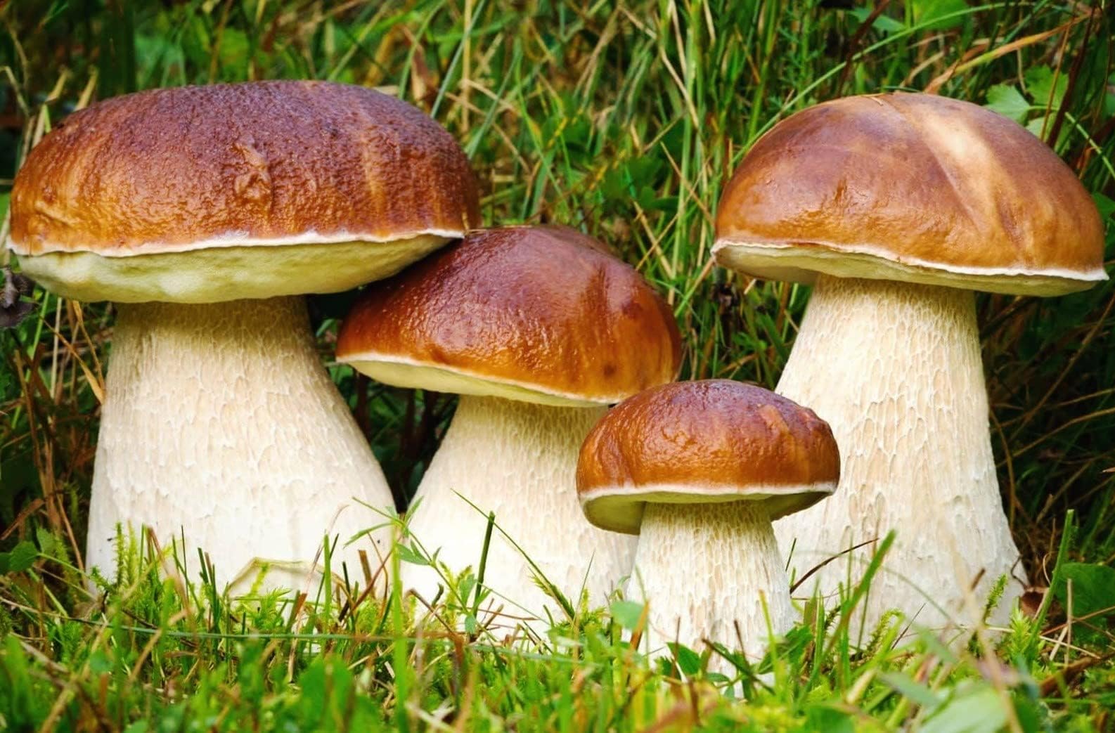Seeds Porcini Mushrooms Spores - Heirloom - GMO Free