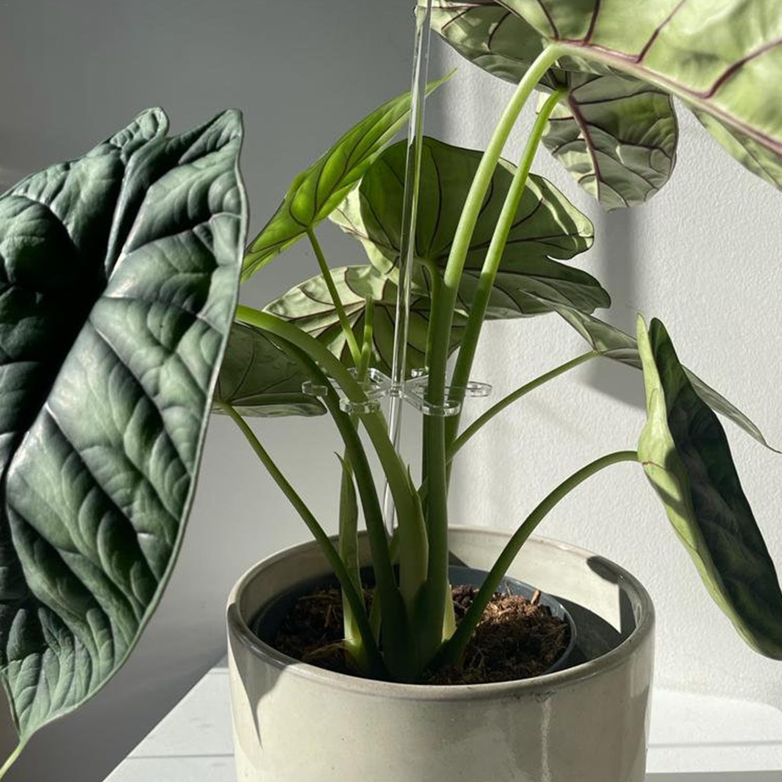 green fatboy philodendron Buy Philodendron Fat Boy Online India main image 0