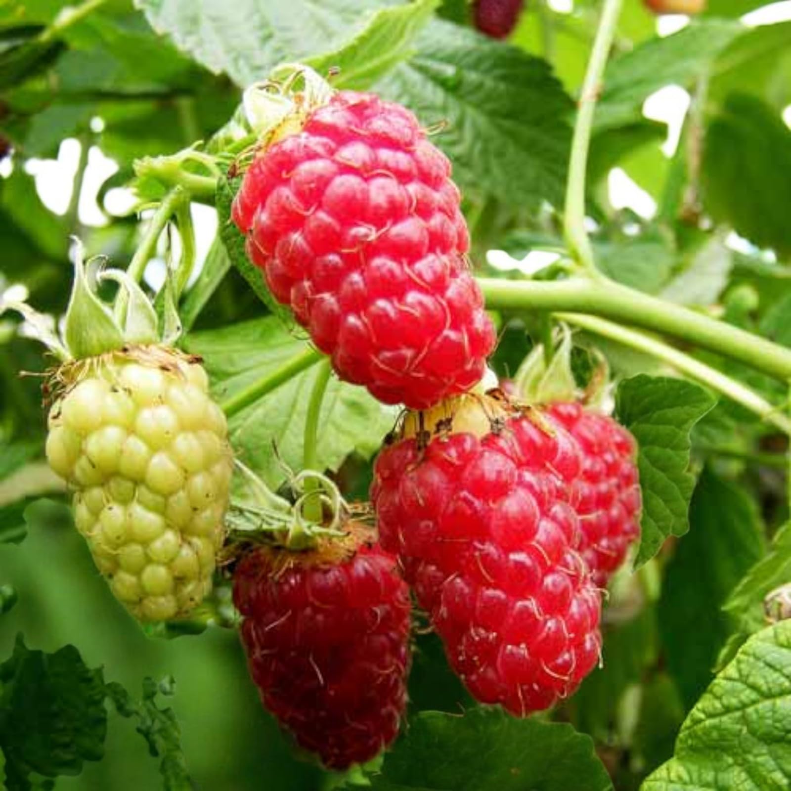 Carbeth Plants Raspberry Fruit Plant in 9cm Pot - Choose Your Variety - Easy Grow Fruit Bush for Gardens & Allotments (Tulameen Pearl, 2)