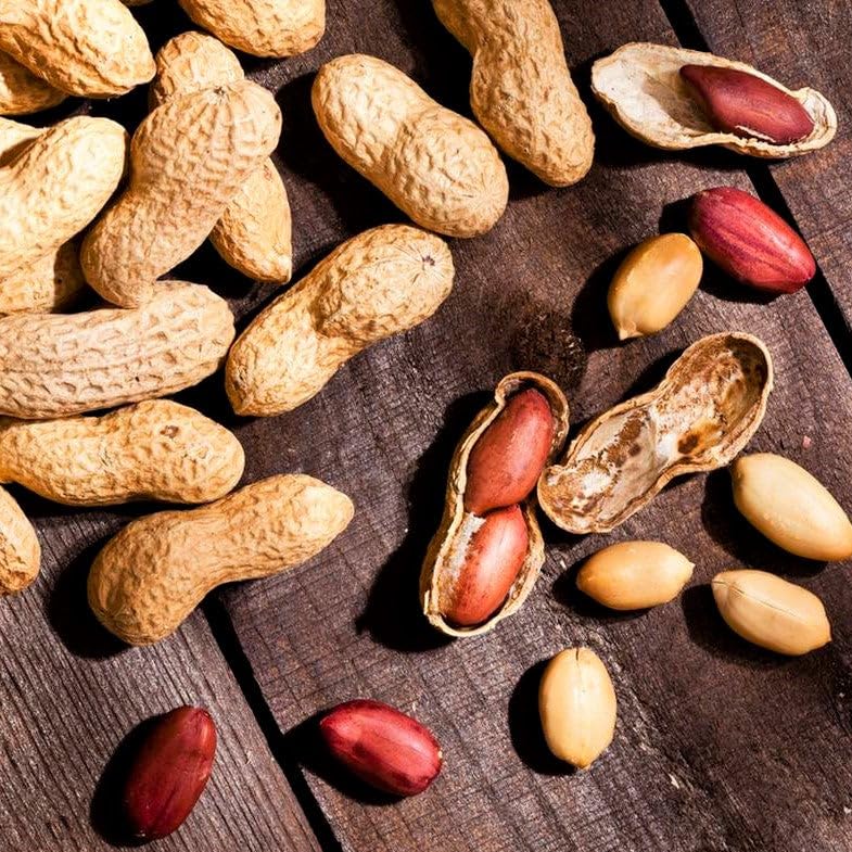 TomorrowSeeds Jumbo Bailey Virginia Peanut Seeds