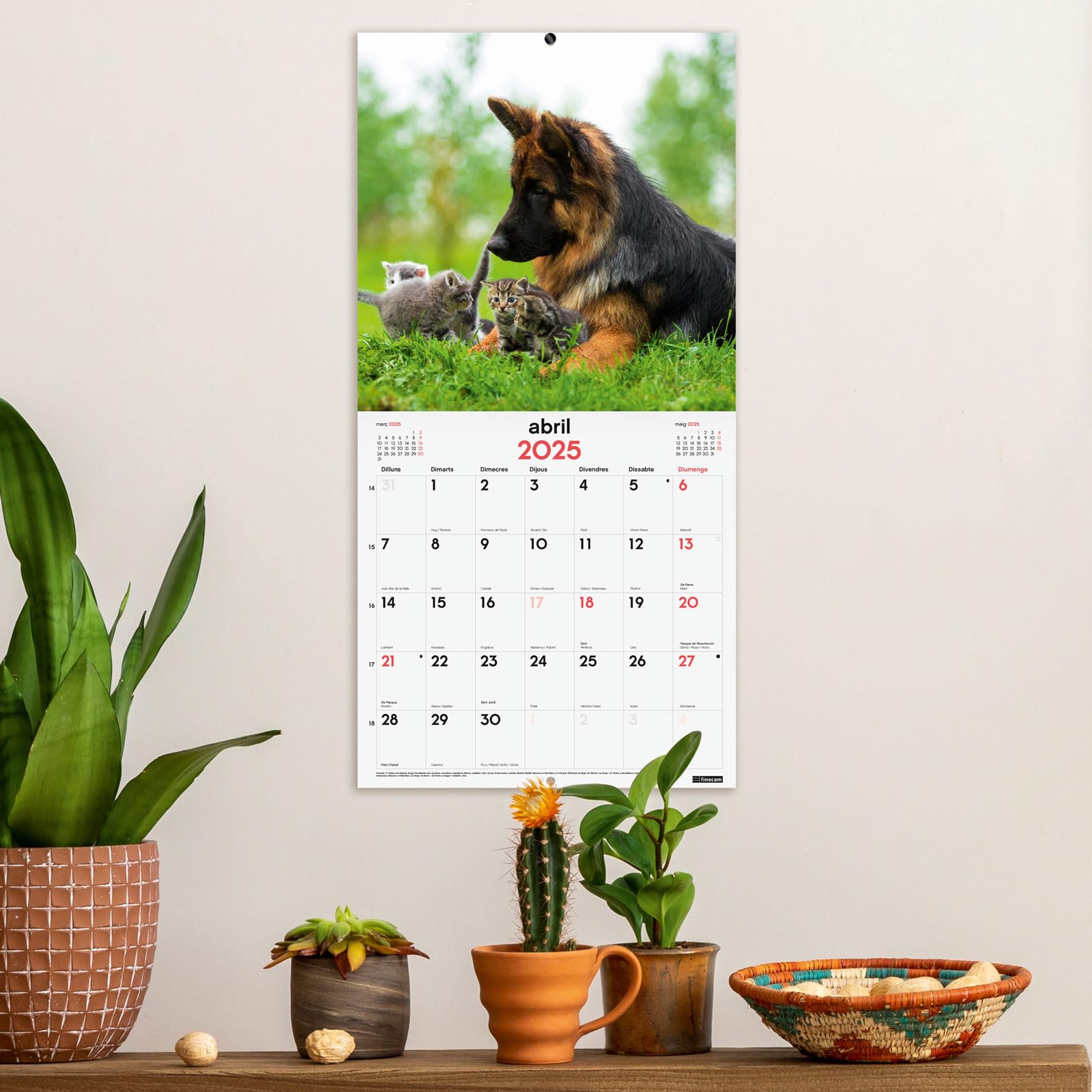 Calendrier Mural 2026 Avec Chatons - Format 30x60 Cm, Vue Mois, En Catalan - Inclut Septembre-décembre 2025 Et Infos Pratiques - 11