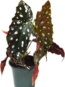 Begonia maculata Wightii, Polka Dot/Clown/Trout/Spotted Begonia, Live Houseplant, Spotted and Dotted Angel Wing Foliage, Rare, Cnt Sz 3.5"
