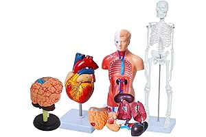 Wadoy Human Anatomy Models Bundle Set: Comprehensive Explorations in Physiology