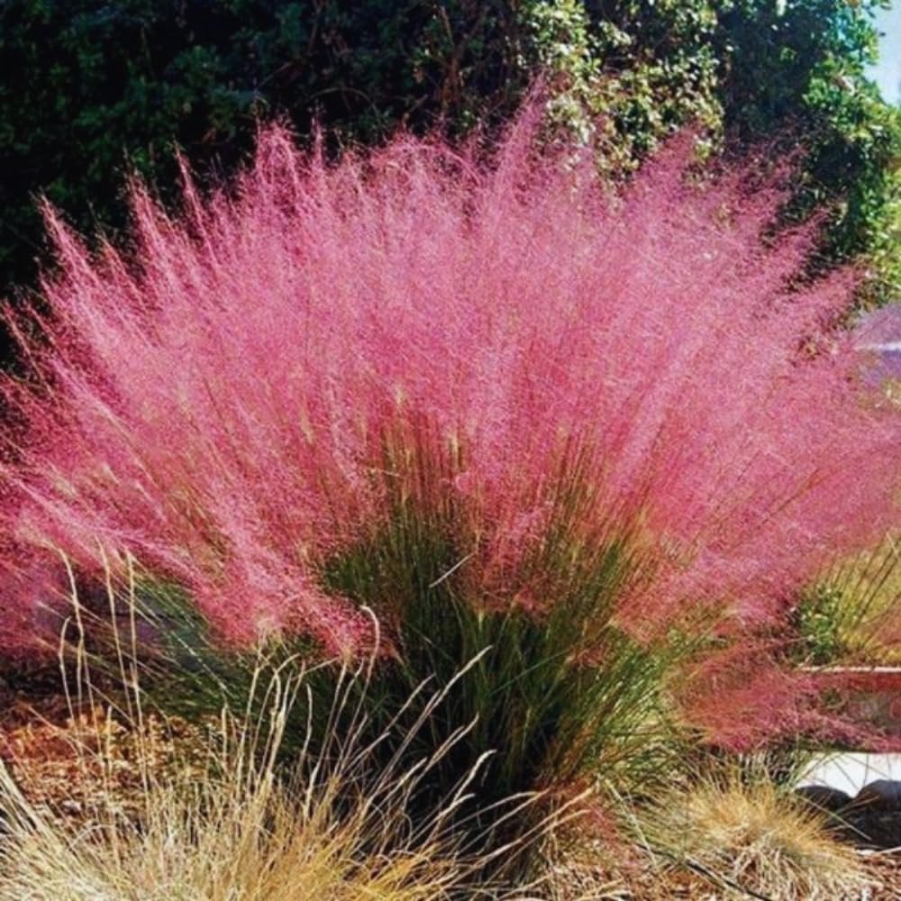 3 Pink Muhly Grass Plants Live, Ornamental Grass Live Plant for Growing, 5 to 7 Inches Tall Live Plant, Easy to Plant