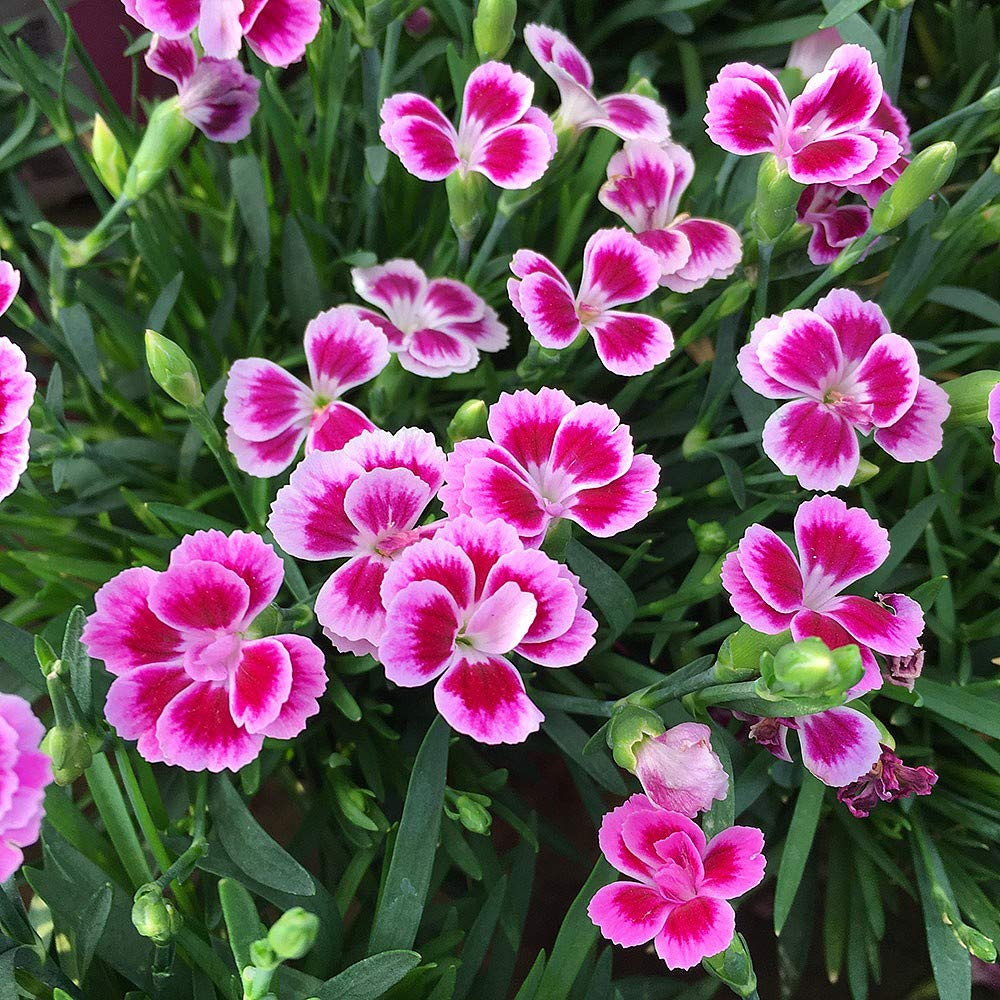 Dianthus Pink Kisses Plant in a 12cm Pot - Perennial Carnation Plant for Patio Pots Or Garden Borders