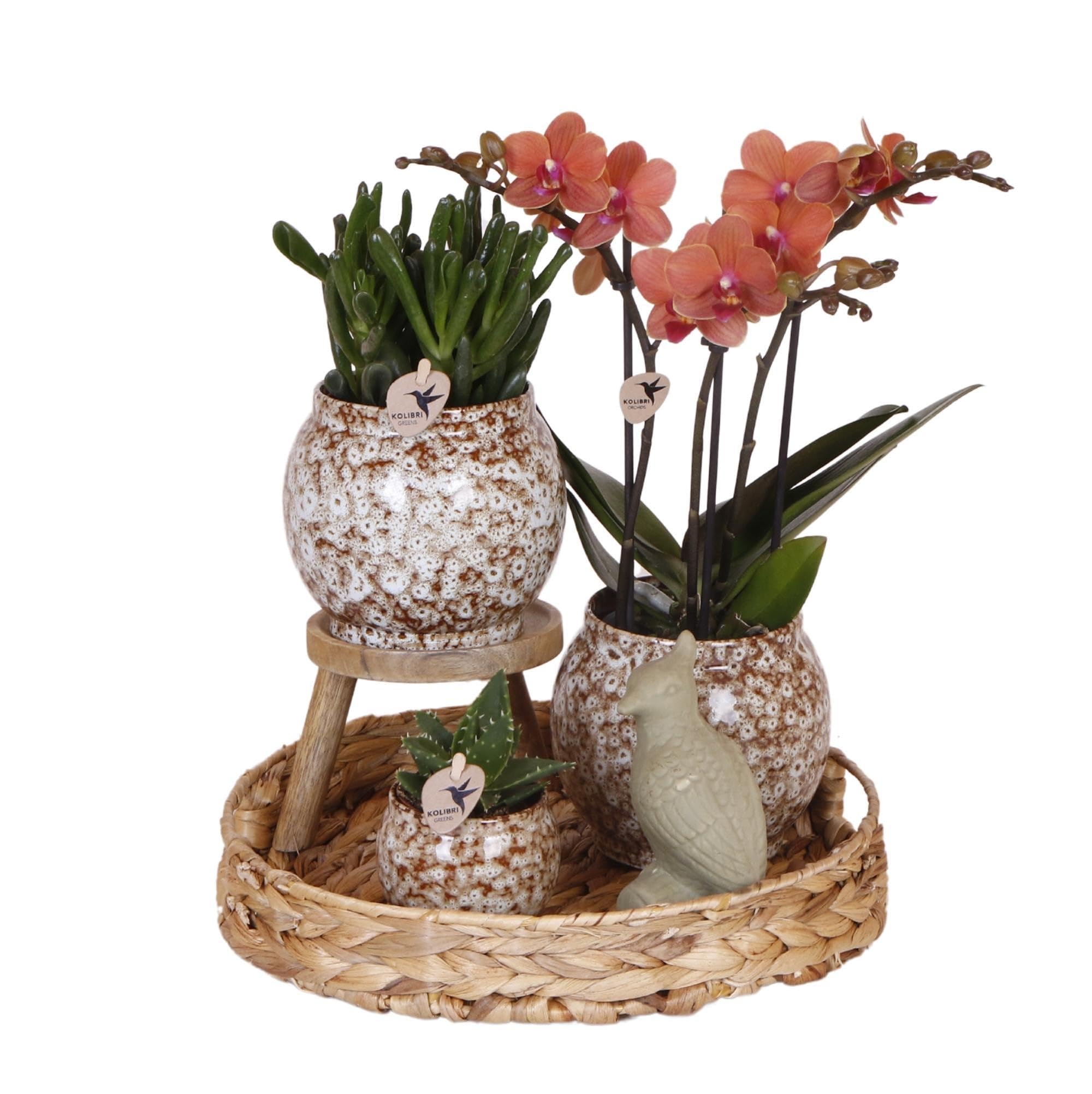 Orchidée Phalaenopsis orange et succulentes faciles d'entretien pour intérieur sombre