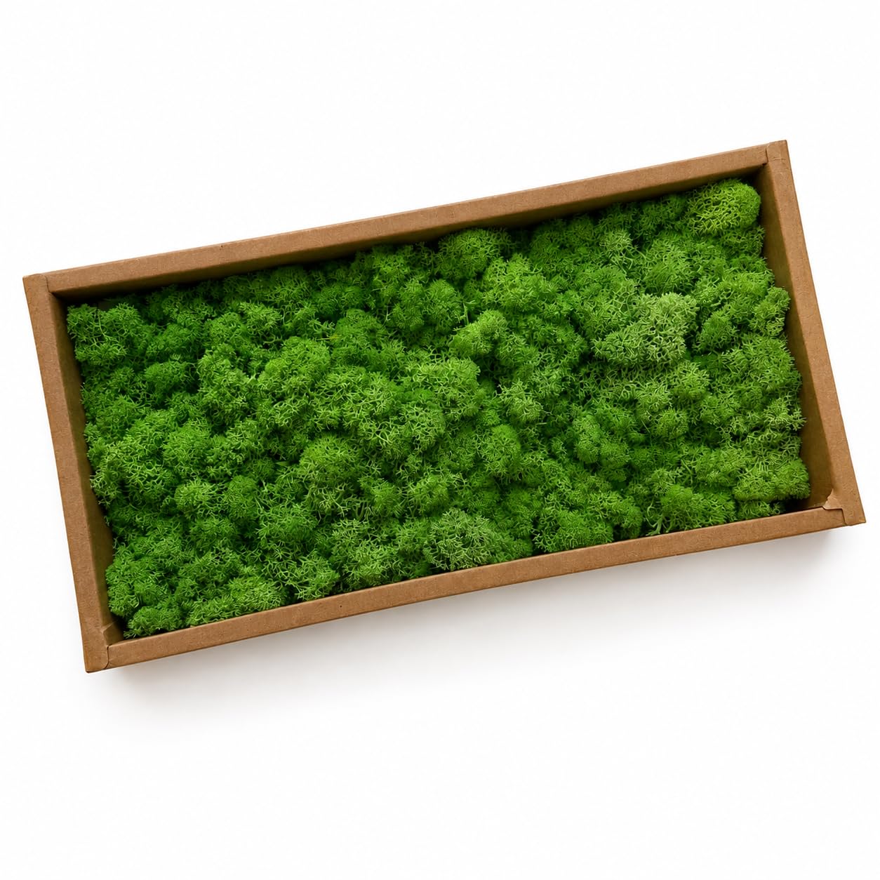 ZenceWell Preserved Reindeer Moss 500g for Crafts and Décor, Light Green