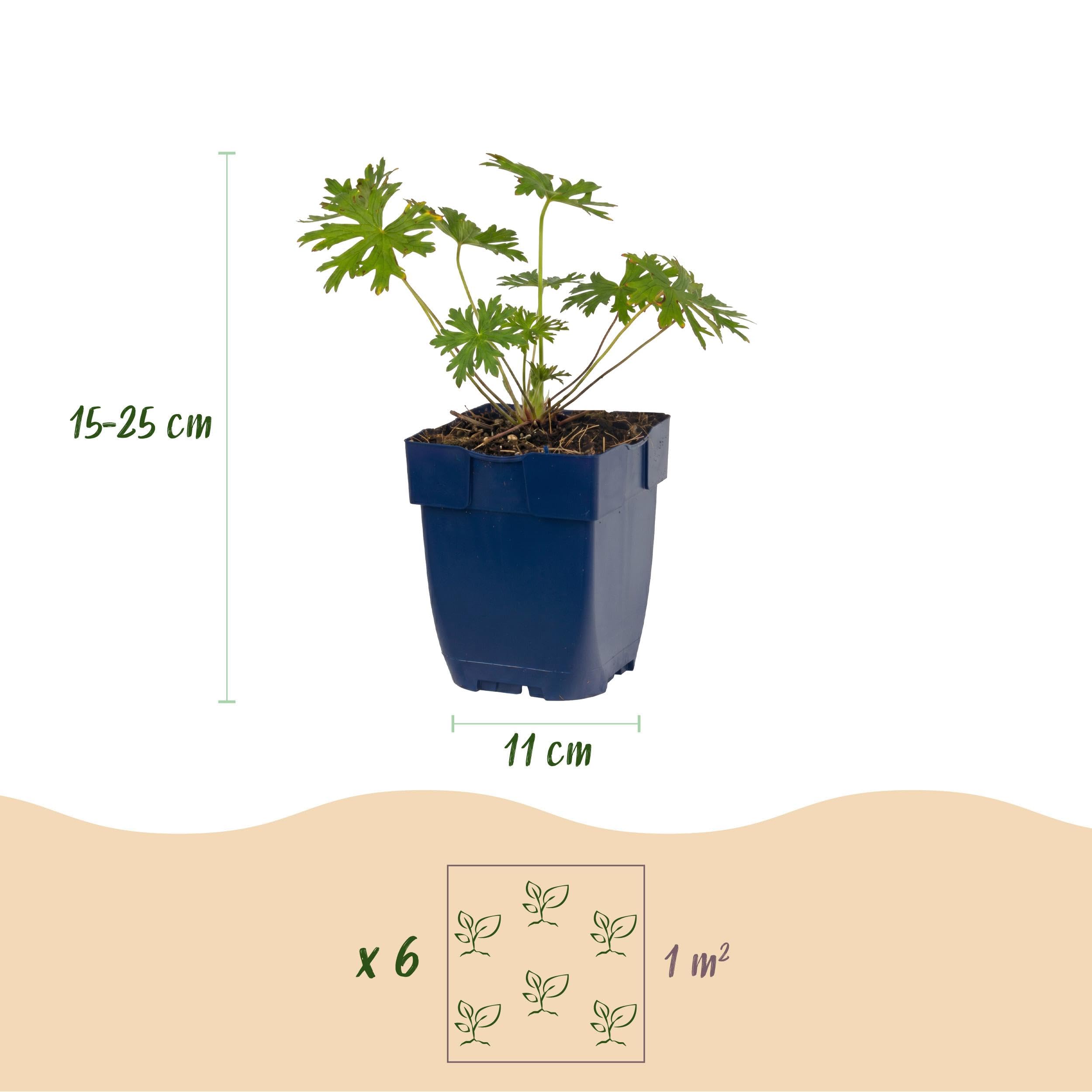 Géranium tricolore - Bec-de-cigogne - Couvre-sol - Violet - Rose - Blanc - 24 plants - 15-25cm - Ø11cm - Plante de jardin