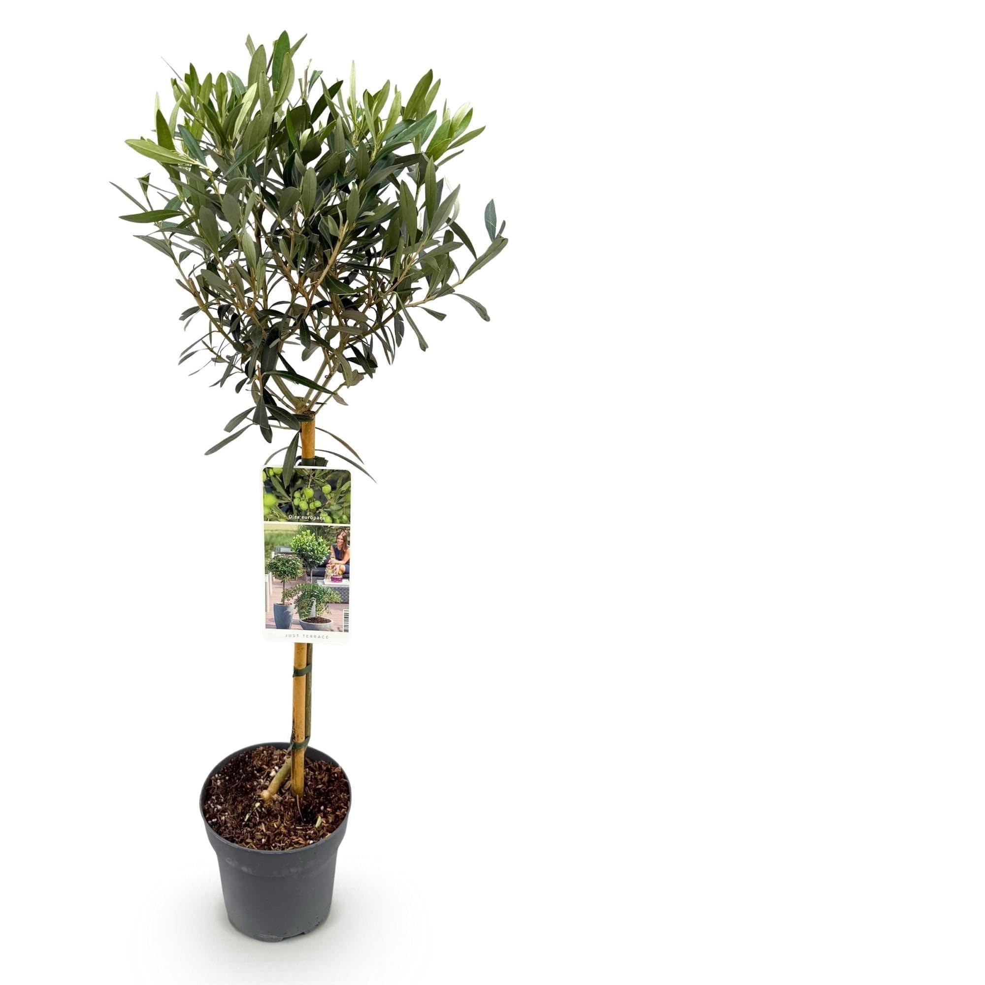 Olea Europaea Drzewo oliwne na pniu, wiecznie zielona roślina tarasowa, łatwa w pielęgnacji, Ø 19 cm, wysokość ok. 90 cm, śródziemnomorski styl, na balkon i do ogrodu