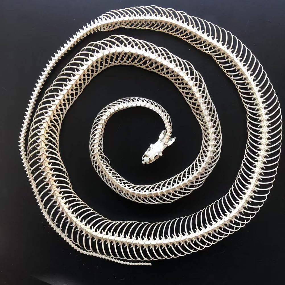 Scheletro di Serpente tassidermizzato 1m/39,37 Pollici, Forniture di tassidermia per l'educazione scientifica, Regalo Speciale
