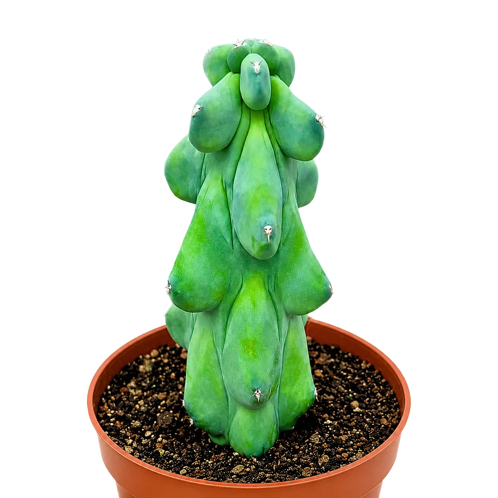 Boobie Cactus