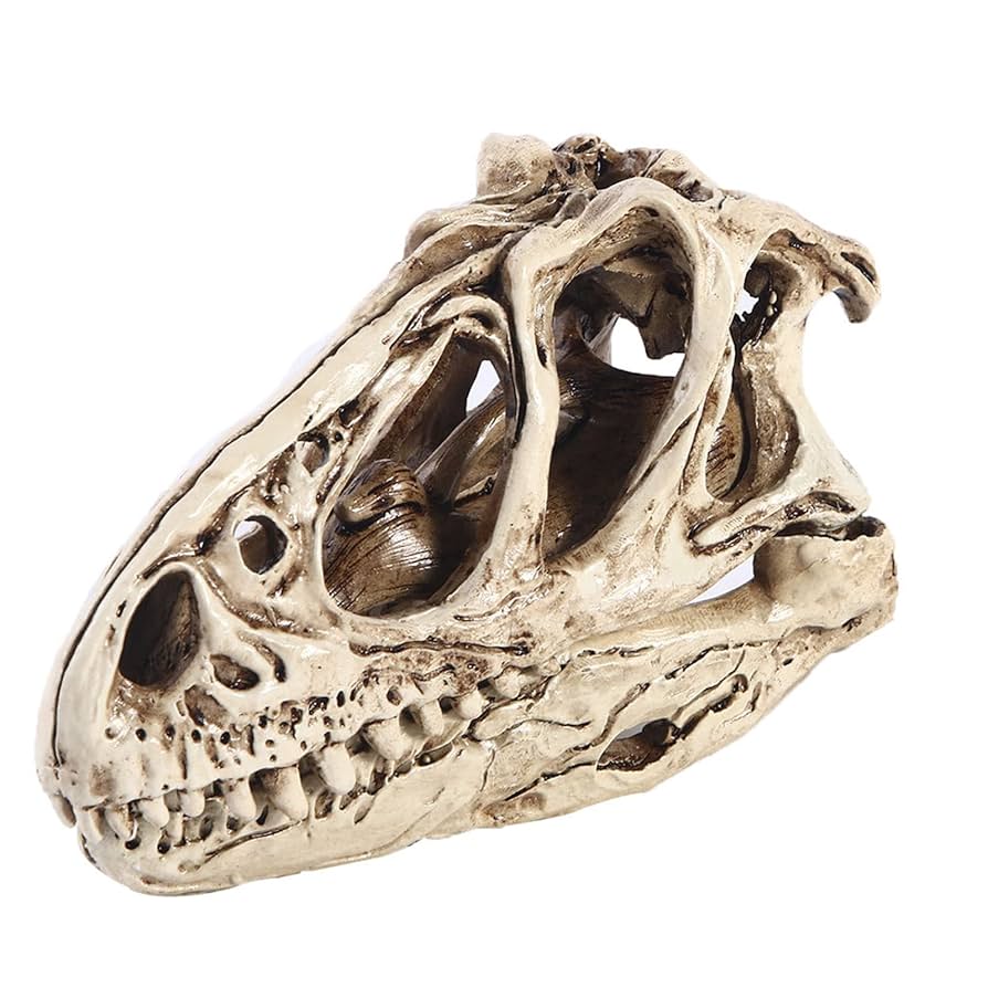 木彫　恐竜　バンビラプトル　頭骨模型実物大12cm 木彫 恐竜 バンビラプトル 頭骨模型実物大12cm - メルカリ