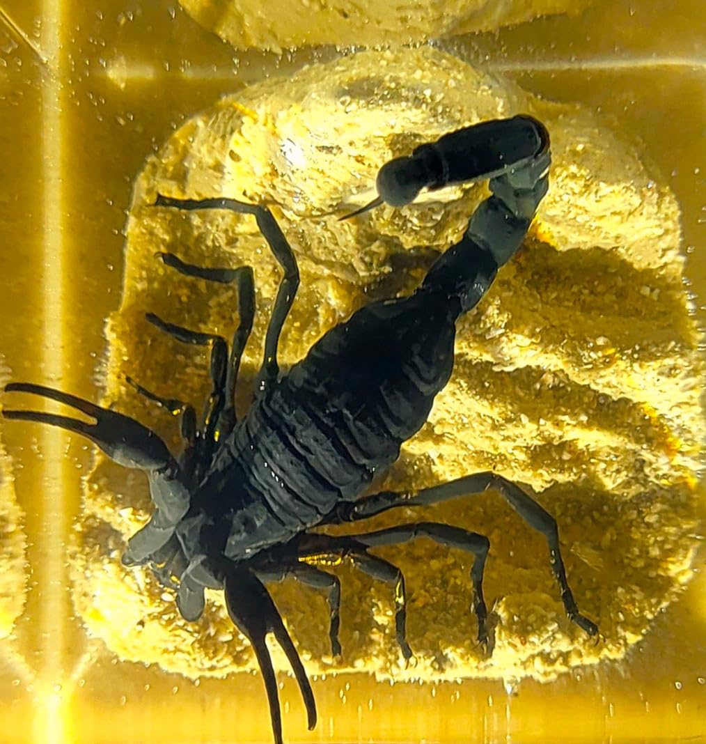 2" Real Black Scorpion on Sand in Crystal Clear Lucite Resin Diorama Paperweight Crafts Specimen Preserved Insect Taxidermy Collection for Biology