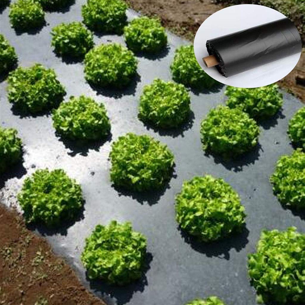 WGD Dimo Mulche Perforado De Efecto Invernadero, Película De La Agricultura De Control De Malezas, Cría De Mulch Veg Patch para Tomate Fresa Crecimiento Punch Punch 4.5cm Agujero, 1pcs