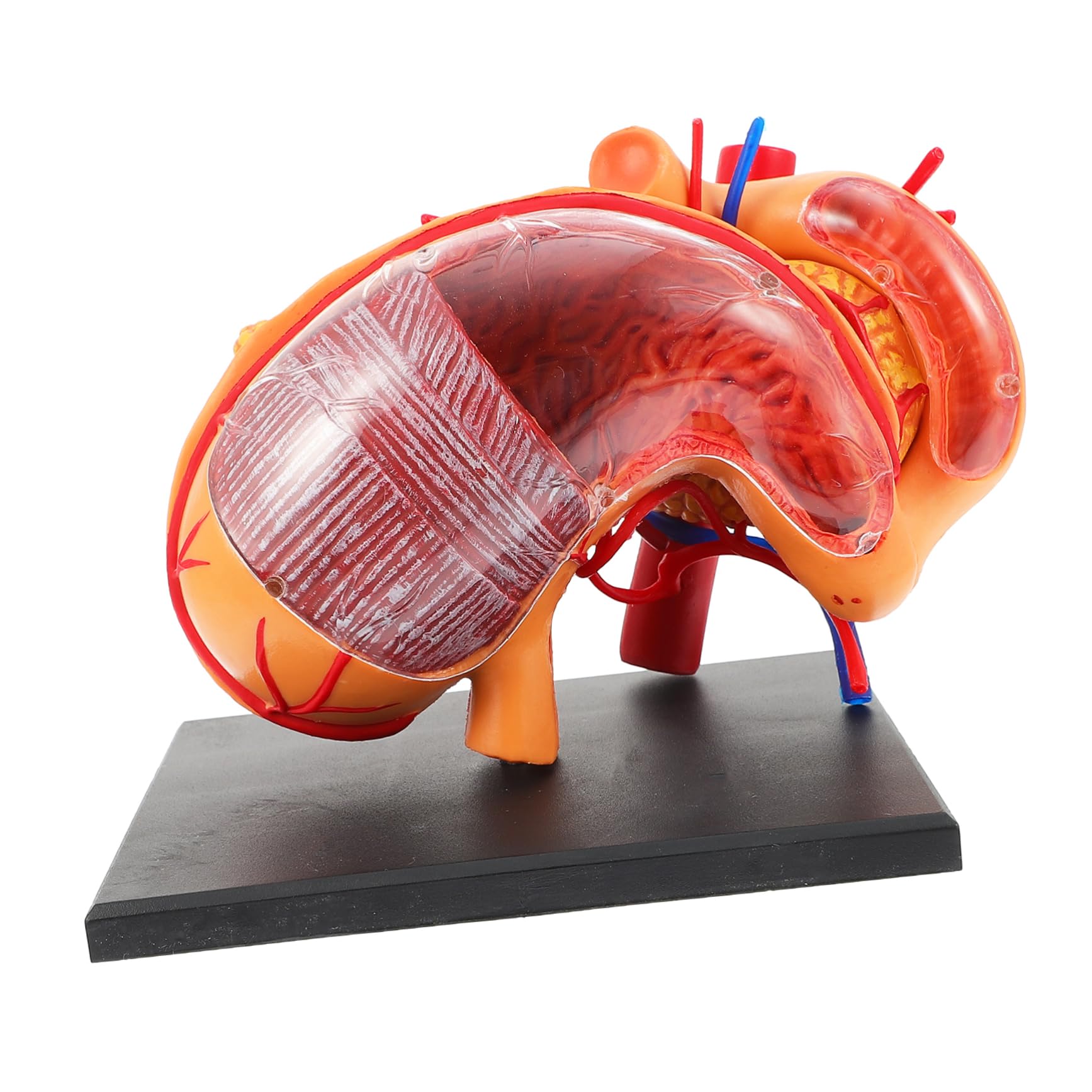 Alipis 1pezzi Modello Anatomico Stomaco in Strumento Didattico Per Materiale Per Insegnamento Biologico Per Dimostrazione Scolastica