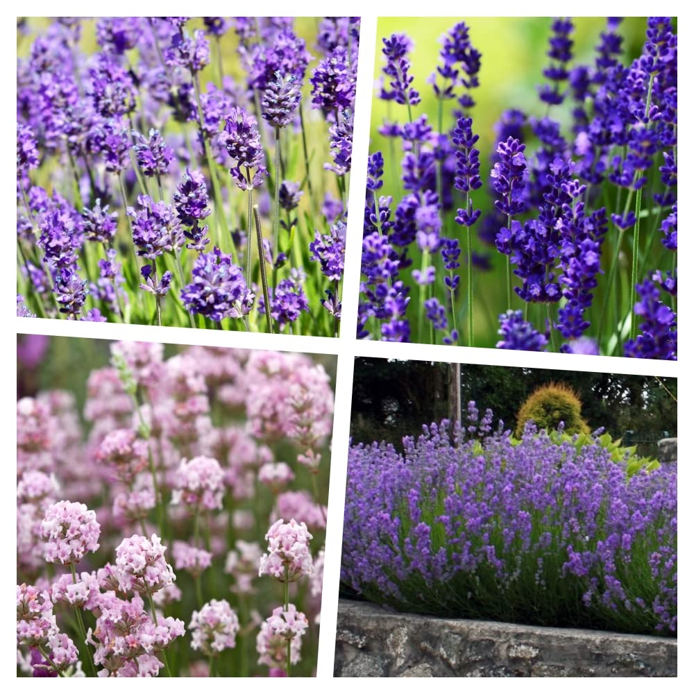 Stauden Gänge 40 x Lavandula angustifolia Mix in Echter Lavendel winterhart