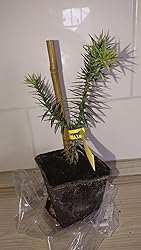 BALDUR Garten AffenschwanzBaum, 1 Pflanze, Araucaria, Chilenische