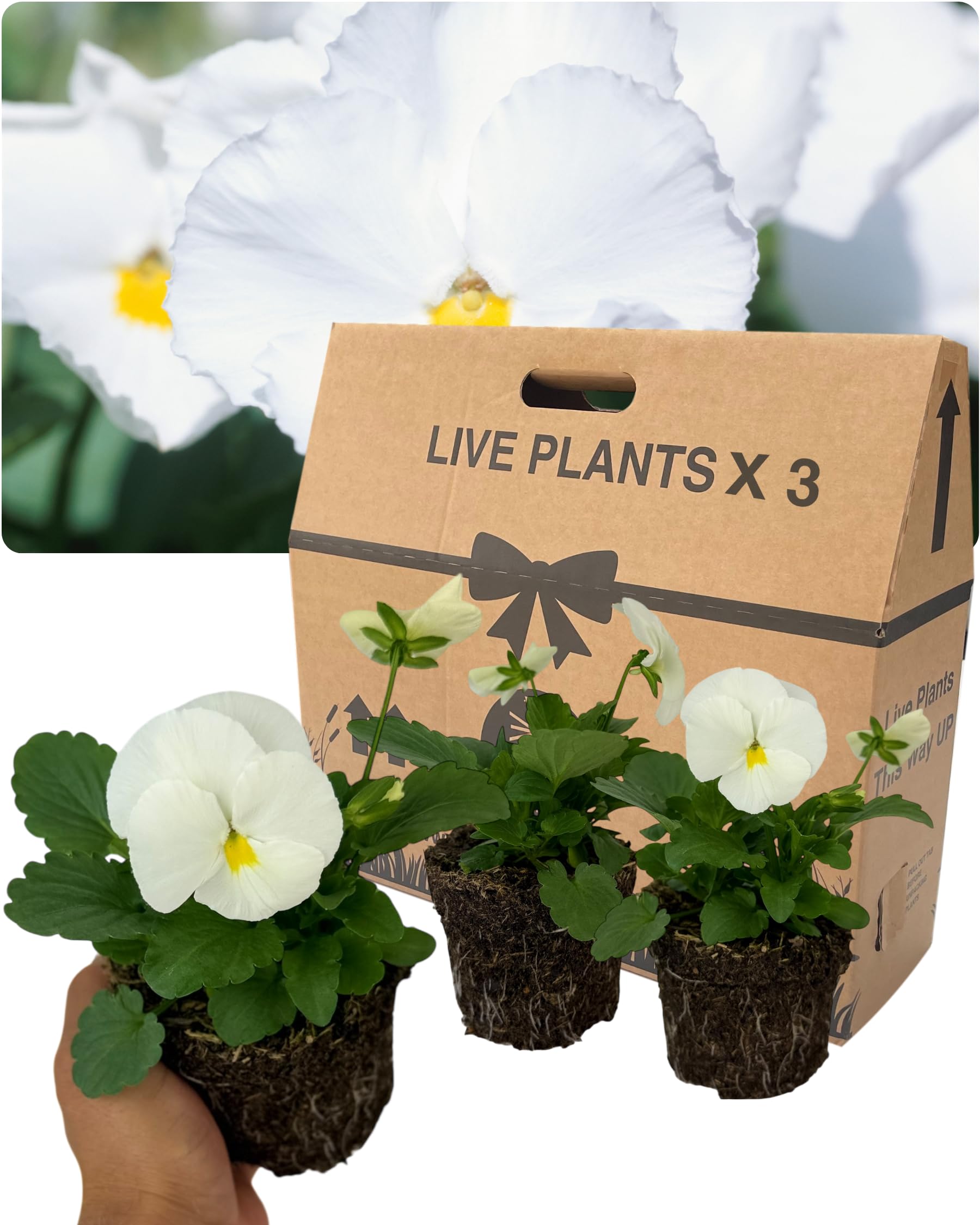 Pansy Delta Pro Clear White Bedding Plants – Set of 3 Outdoor Garden Ready Flowering Plants. Supplied as Well-Rooted 10.5cm Rootballs. Crisp White Winter & Spring Colour for Borders & Containers