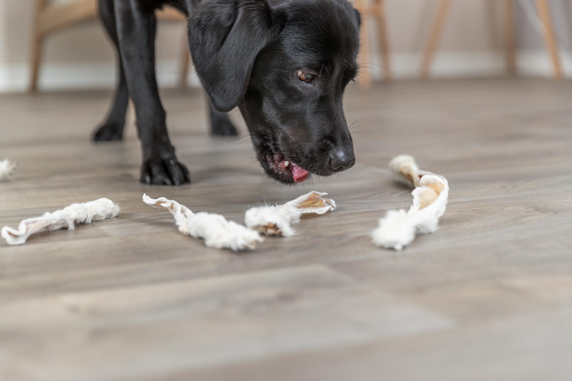 TRIXIE orecchie di coniglio con pelo snack per cani – 500 g – snack naturale monoproteico – ricco di proteine & povero di grassi – ideale per cani con sensibilità alimentari