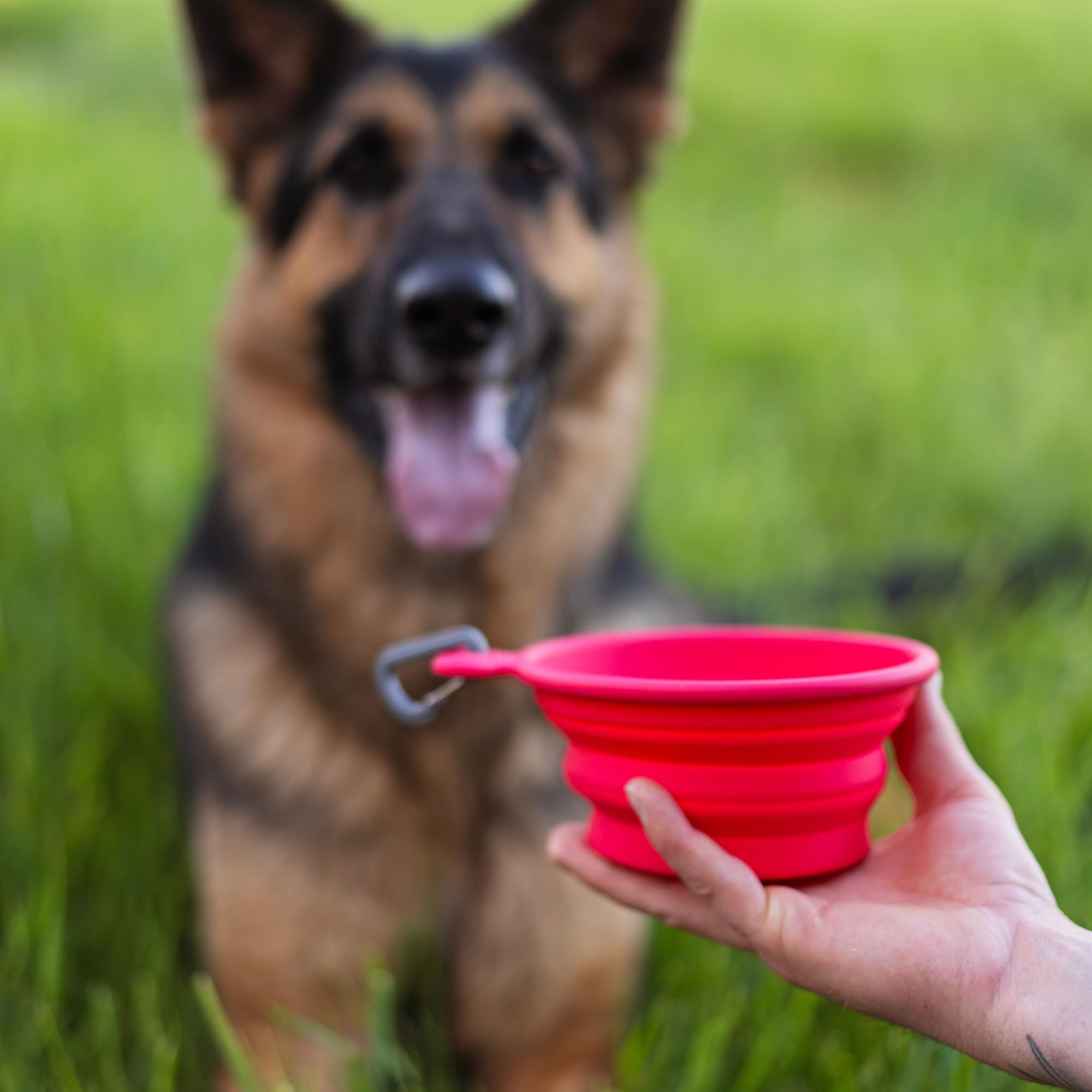 Messy Mutts Ciotola per cani pieghevole in silicone