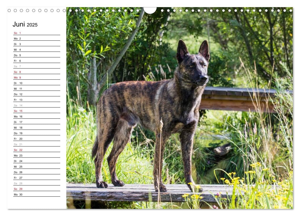 ausdrucksvolle Holländische Schäferhunde (Wandkalender 2025 DIN A3 quer), CALVENDO Monatskalender: Beieindruckend und ausdrucksstark - Holländische Schäferhunde (CALVENDO Tiere)