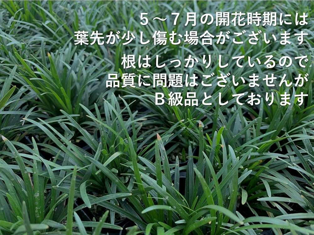 たまりゅう  タマリュウ（玉竜） | 日陰に強い植物 | 芝桜専門店「お台場