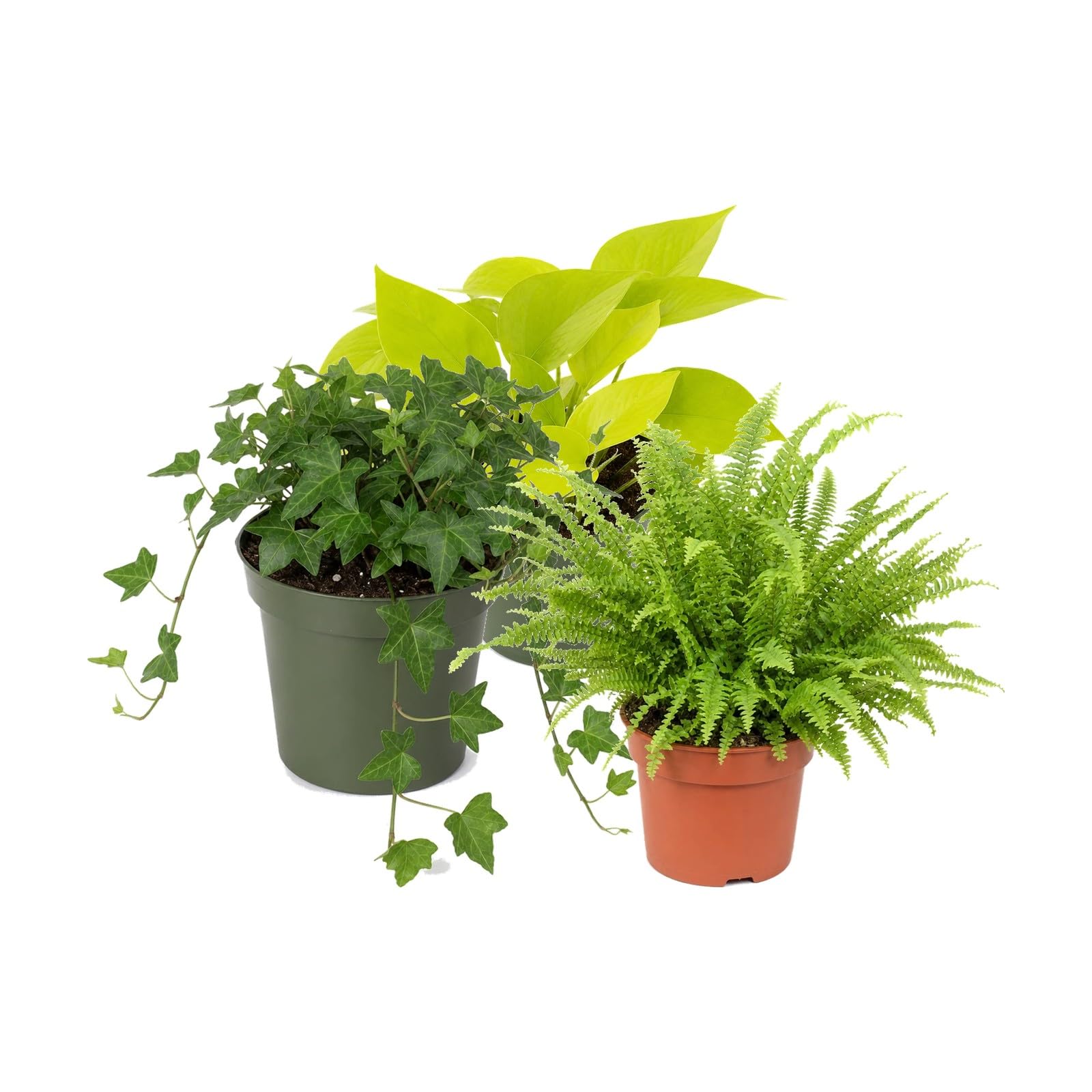 DECOALIVE Pack 3: Poto amarillo, Hiedra verde y Helecho de Boston