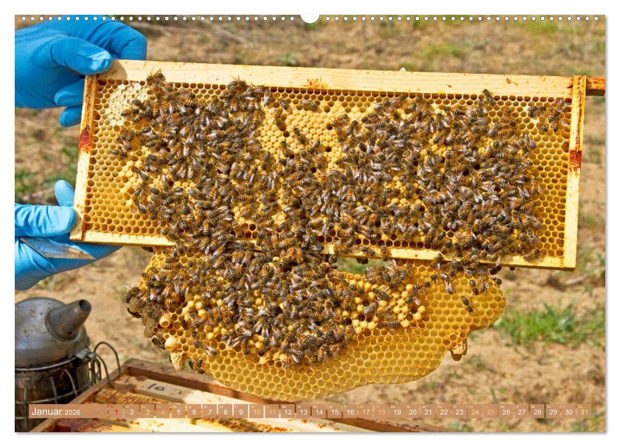 Der Imker: Leidenschaft für die Bienen (hochwertiger Premium Wandkalender 2026 DIN A2 quer), Kunstdruck in Hochglanz: Die fleißigen Bienen: Blumes Liebling im Garten (CALVENDO Tiere)