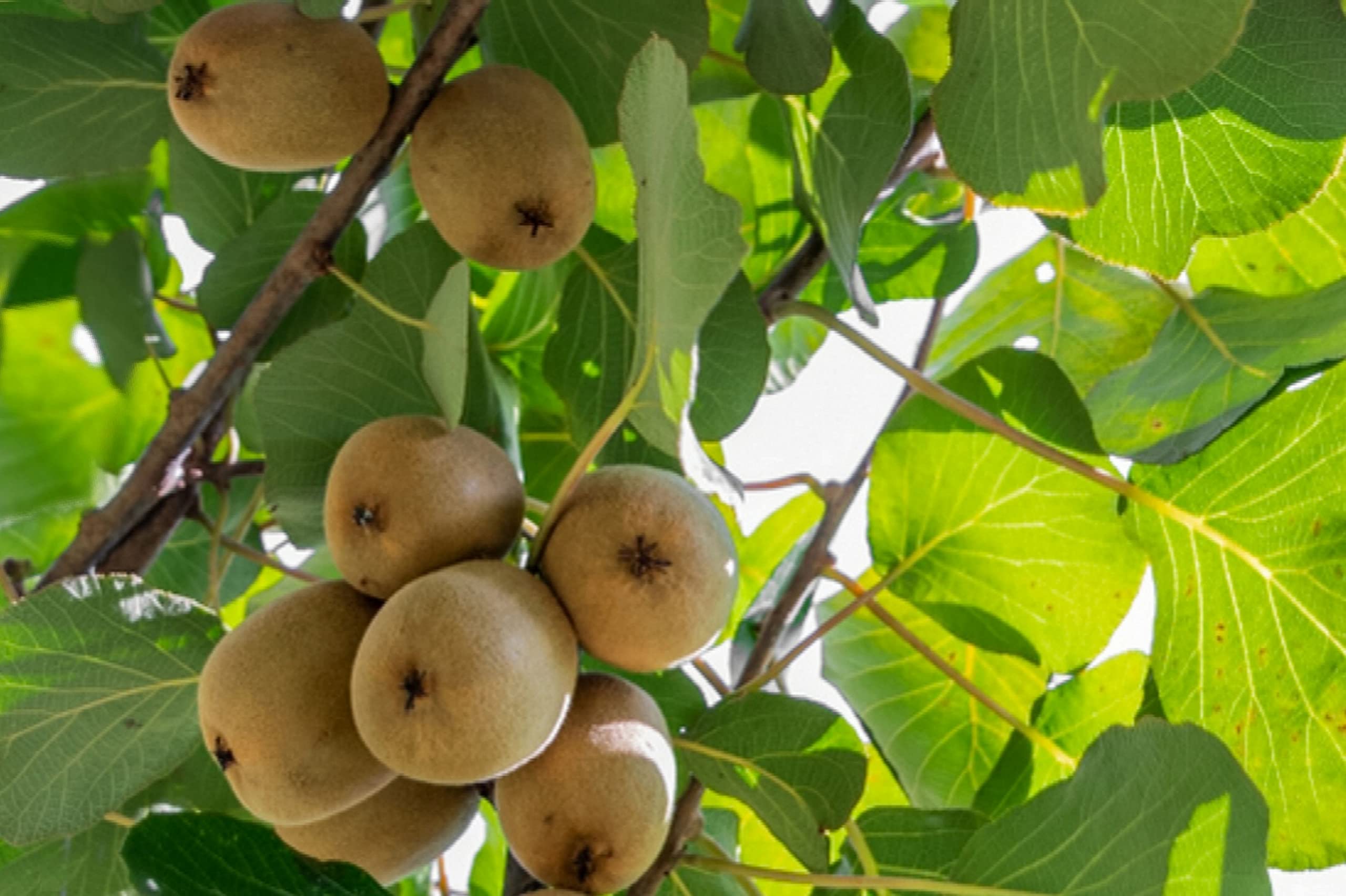 Mphmi Plants Arctic Kiwis Plant Fruit Afghan Live Plant Feet Elite Hybrid Yellow All Season Grafted Kerala Female Nursery Arctic Kiwi Plant For Home Dwarf Seedless (B0BWS6RJF4) Amazon Price History, Amazon Price Tracker