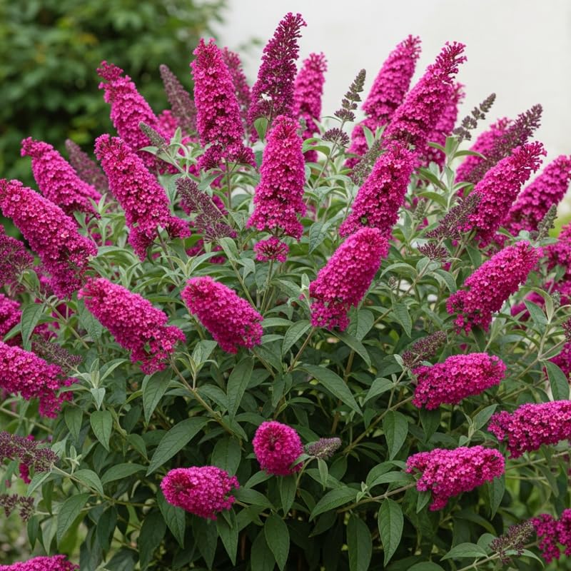 YOKEBOM Raspberry Butterfly Bush