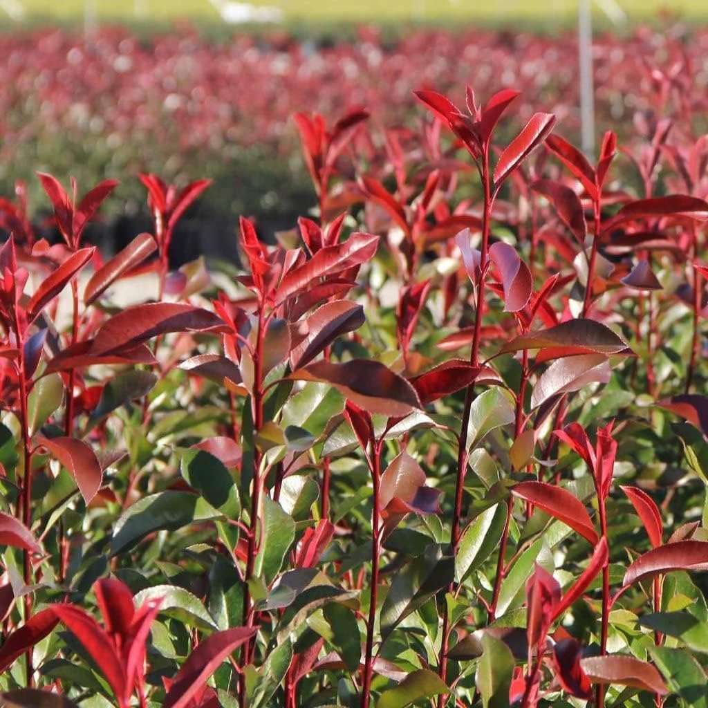 Photinia Red Tip | 2 Extra Large Trade 3 Gallon Plants | Photinia x Fraseri | Evergreen Landscape Hedge Shrub