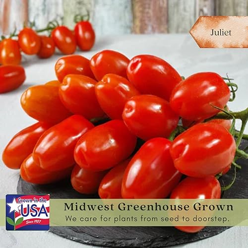 Miniatura 4 de Clovers Garden Juliet - Dos (2) plantas vivas sin OMG, sin semillas, cada una de 4 a 8 pulgadas de alto en macetas de 4 pulgadas, tipo ciruela,