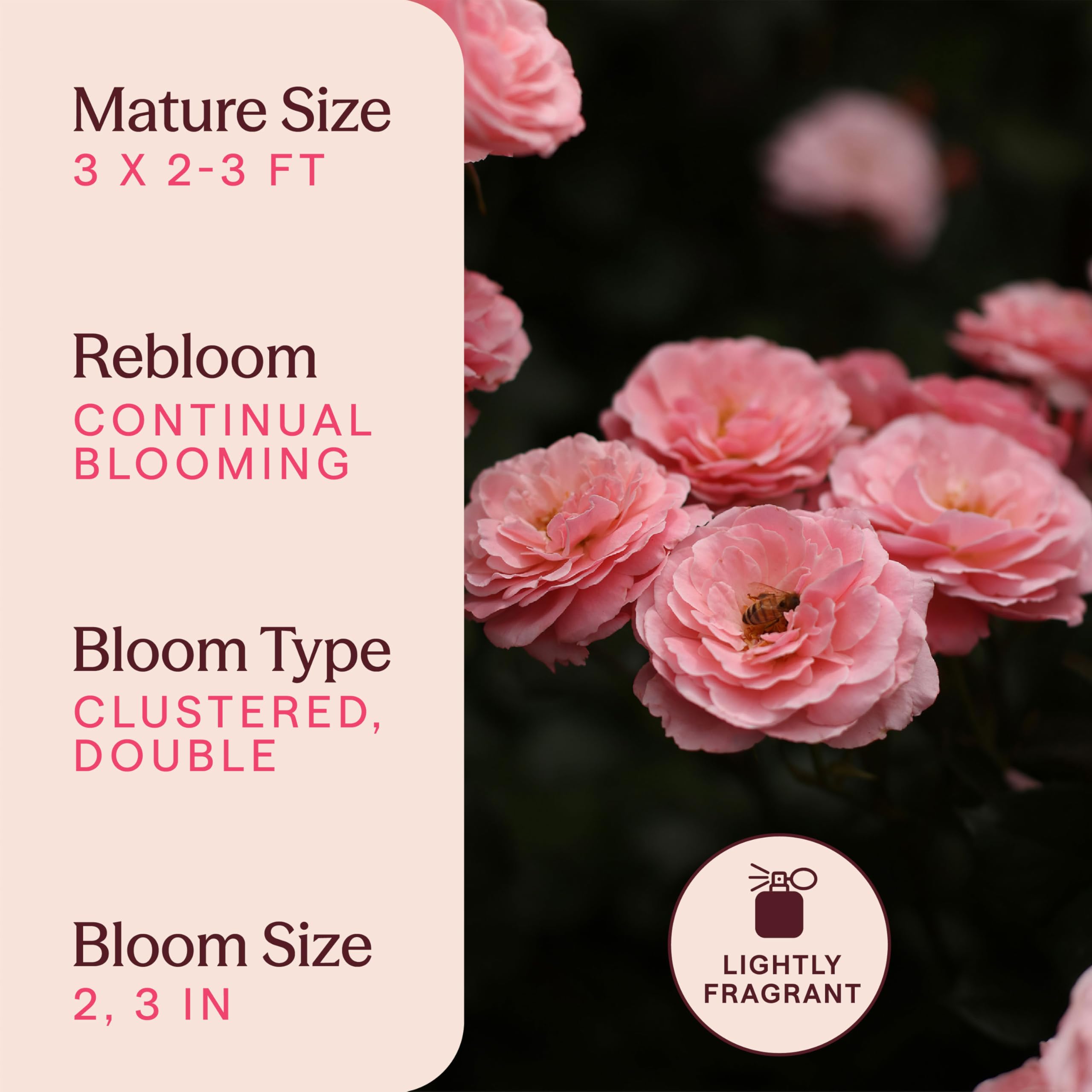 Amazon.com : Heirloom Floribunda Roses, Live Own Root Plant for
