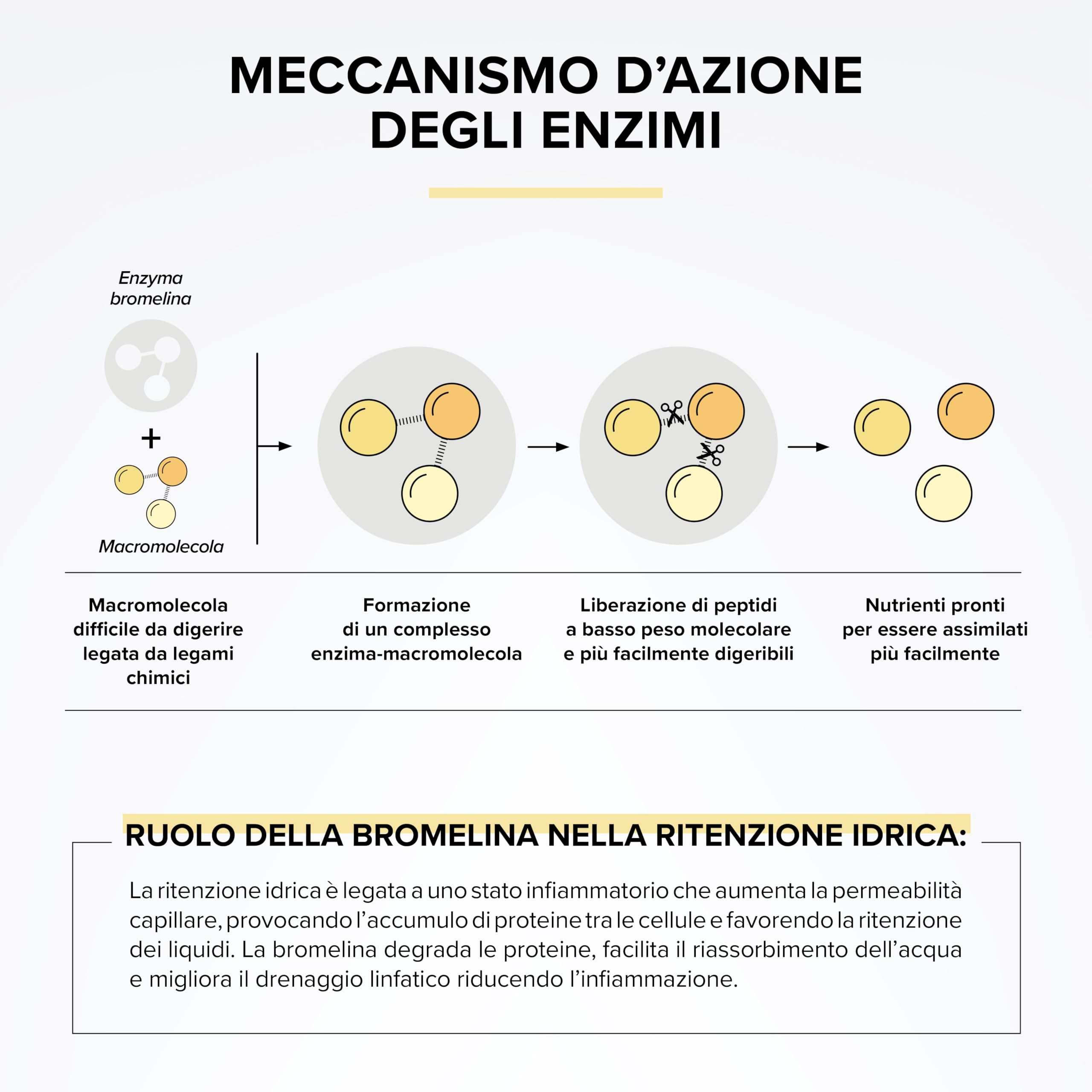 Bromelina Extra Forte Drenante 5000 GDU/g – Alto Dosaggio con Tarassaco – Integratore Gastro-Resistente per il Drenaggio dei Liquidi & il Supporto Digestivo – 90 Capsule Vegetali – Beyond Elements