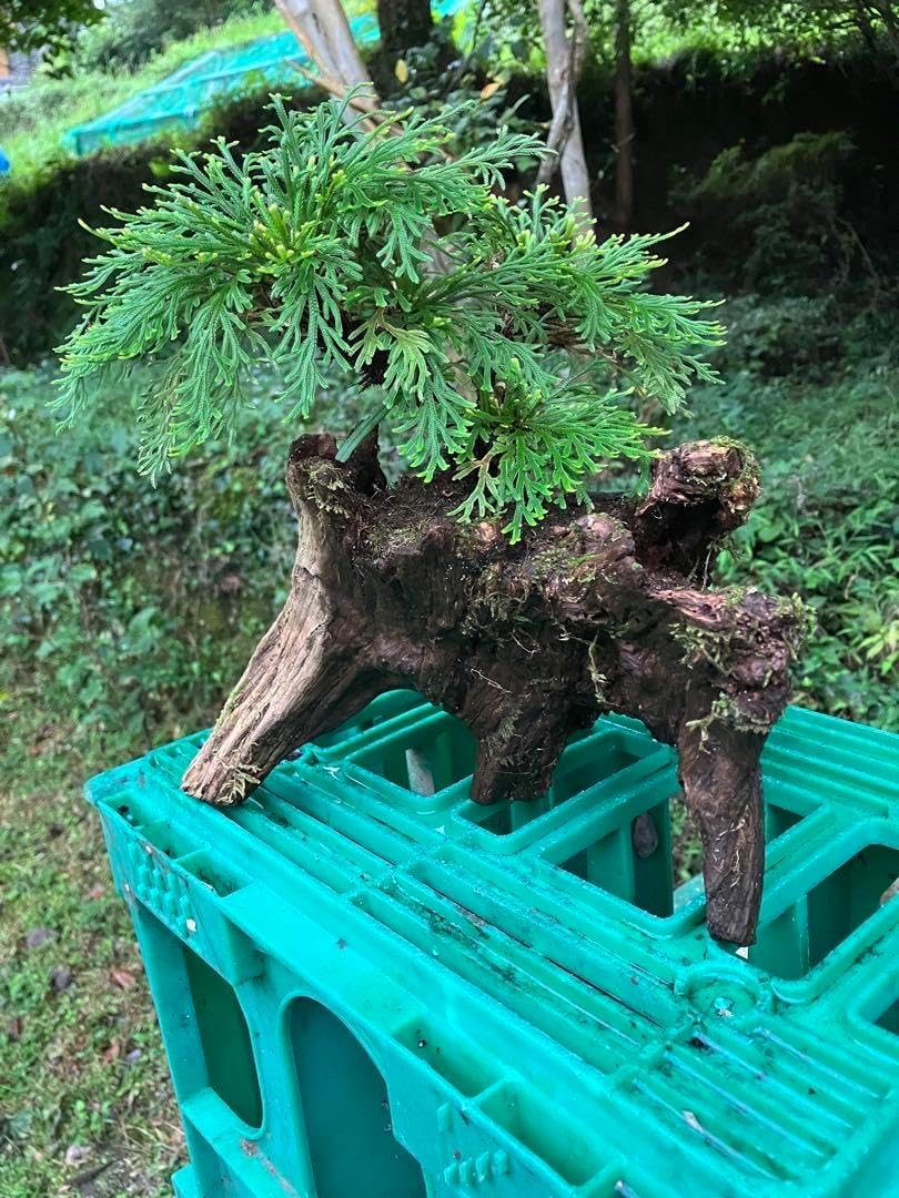 流木に岩松を着生させました。