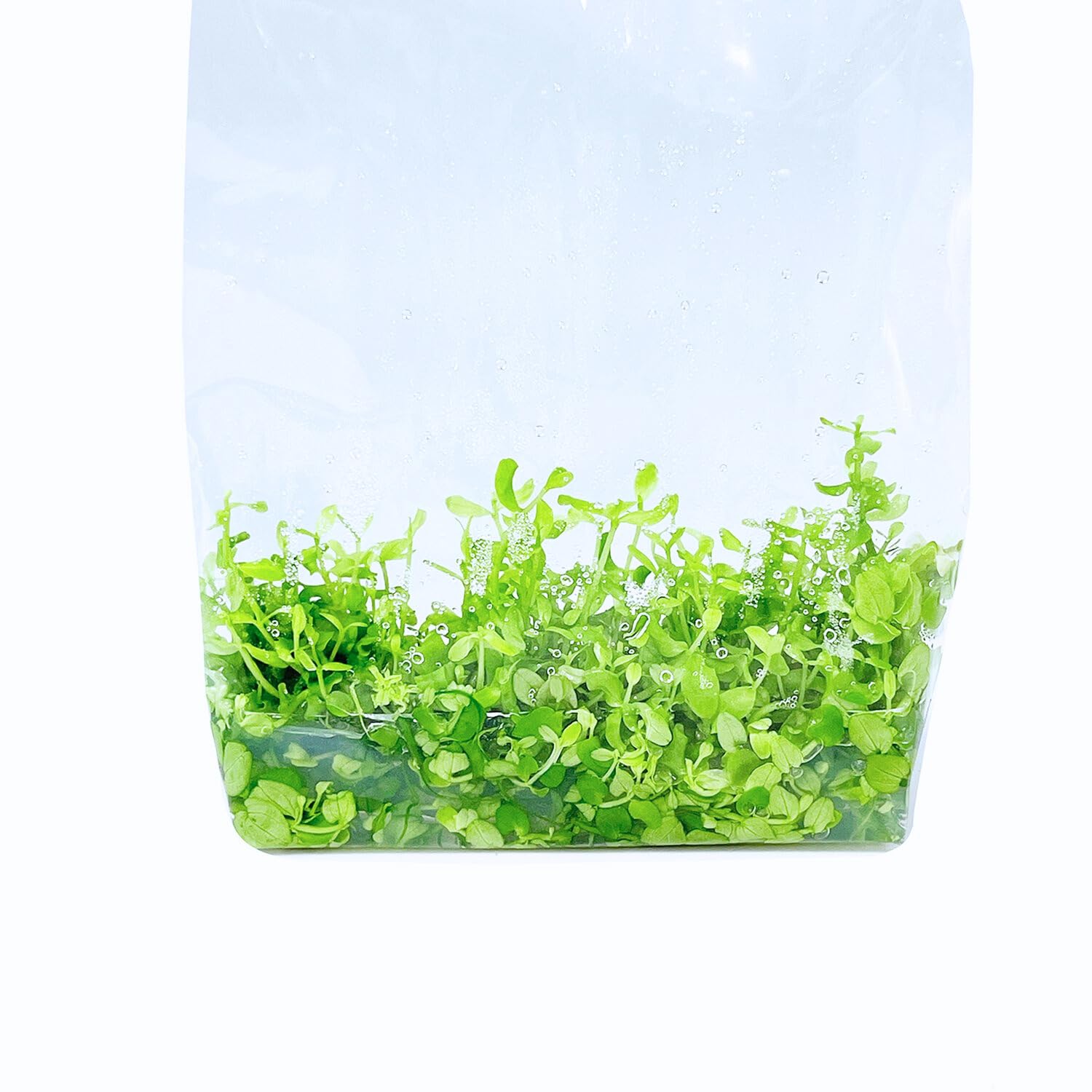 Monte Carlo Micranthemum Tissue Culture Vitro Grown Freshwater Aquarium Live Plant for Fish Tank Carpet Decoration
