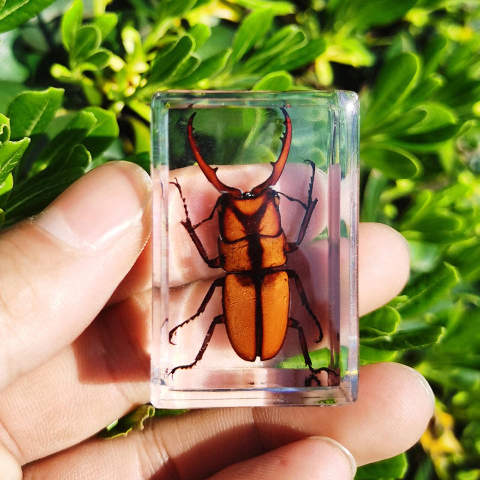 12 pièces d'insectes en résine,Véritables spécimens d'insectes Transparents en résine,Insectes pour Enfants pour l'école Maternelle, la Science Avec loupe et carte d'instructions sur les insectes