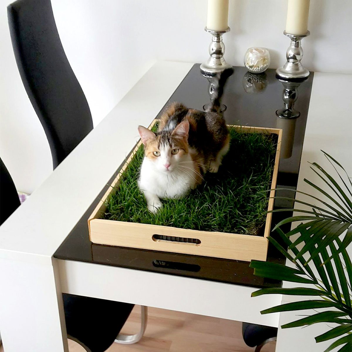 fertig gewachsen 60x40cm - sofort nutzbar, kein aussäen, kein Samen, sondern echtes Gras - weich & echt - Katzen Grass für Katzen - Katzenwiese für Balkon & Innenbereich (1er Pack)