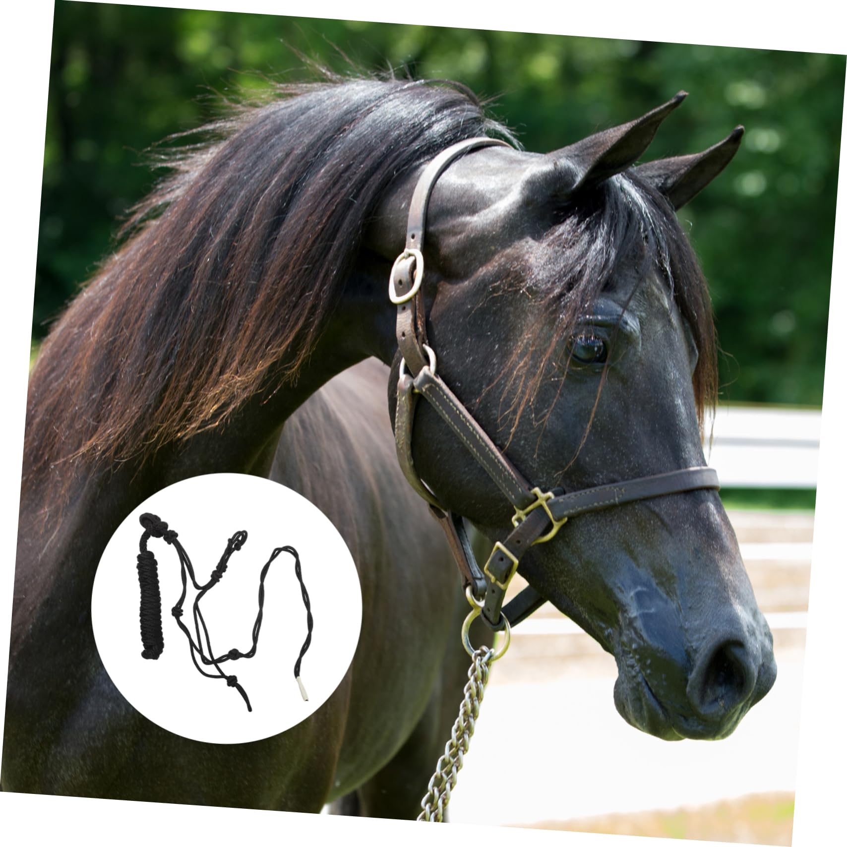 Cabestro de Cuerda Trenzada para Caballo Nudo Rígido, Fácil de Usar y Transportar, Accesorio Adecuado para Entrenamiento Ecuestre y Trabajo en Pista Color Aleatorio