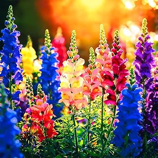 Snap Dragon Seeds for Planting Outdoor,5001+Mixed Snapdragon Flower Seeds,Flower Seeds Perennial Non GMO Heirloom for Outdoor Garden