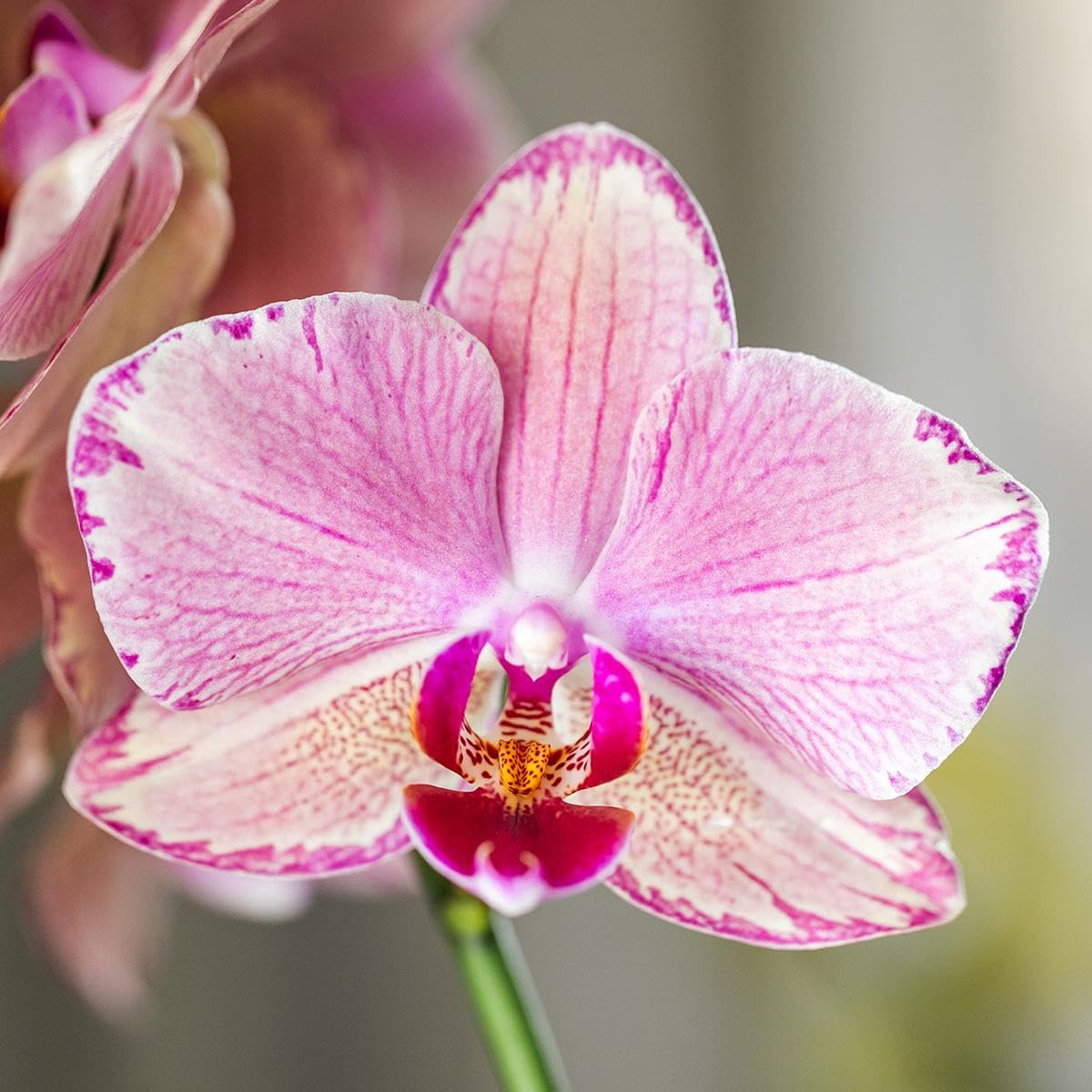 Orchidée Phalaenopsis Orange-Rose Jewel Pirate Picotee