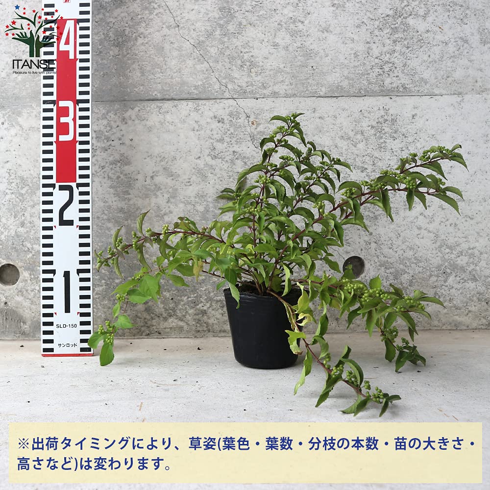 Amazon.co.jp: ITANSE ムラサキシキブ(紫式部) コムラサキ 3